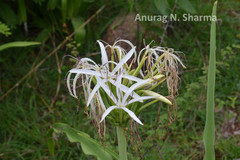 Crinum asiaticum